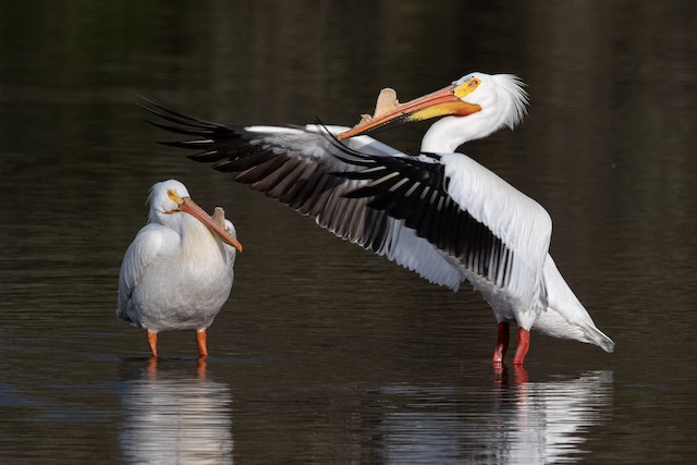 American White Pelican - eBird