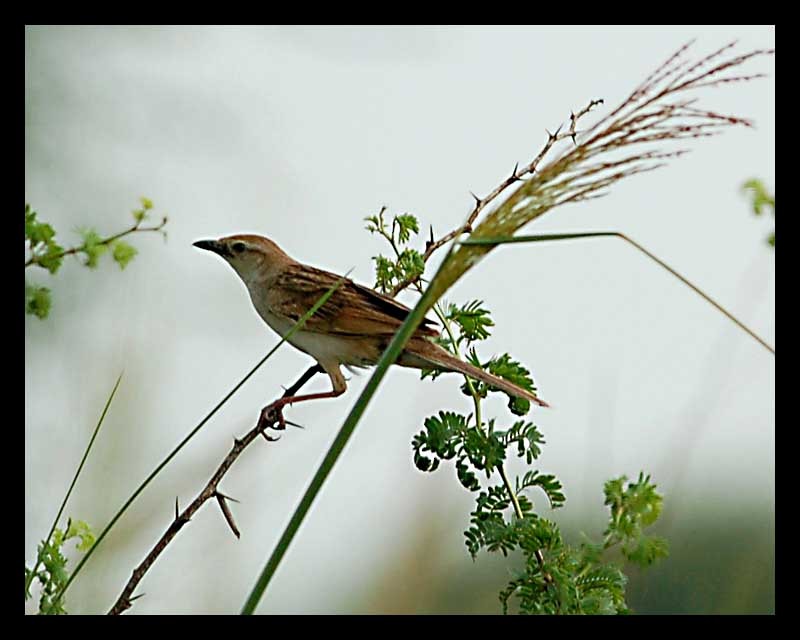 Bristled Grassbird - Vinod Gupta