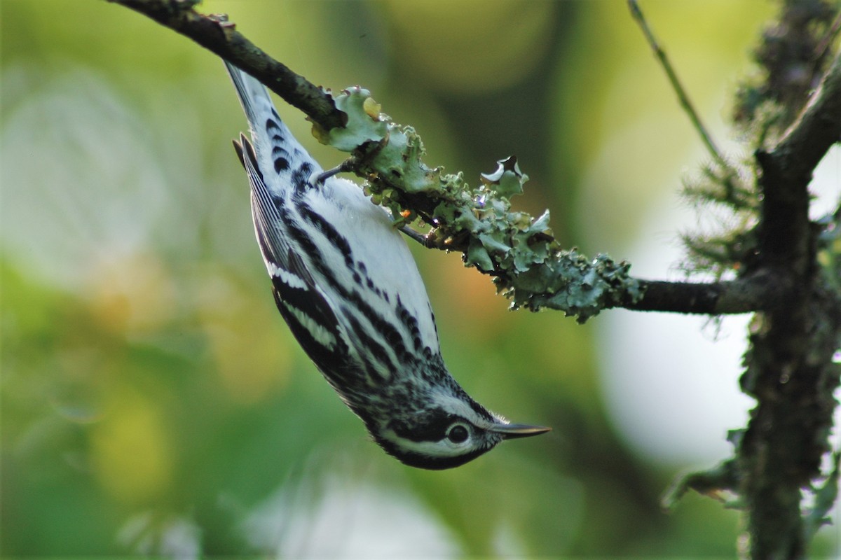 Black-and-white Warbler - David Hollie