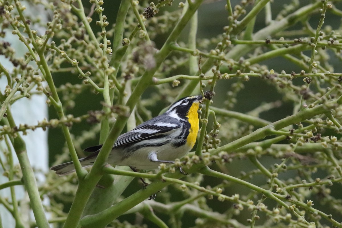Yellow-throated Warbler - ML229547131