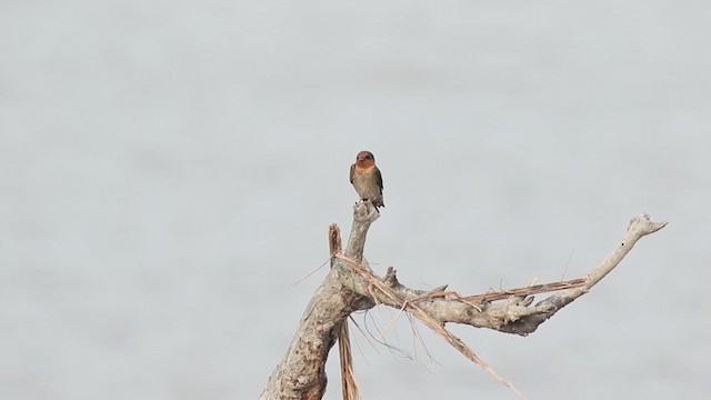 Pacific Swallow (Pacific) - ML229547371
