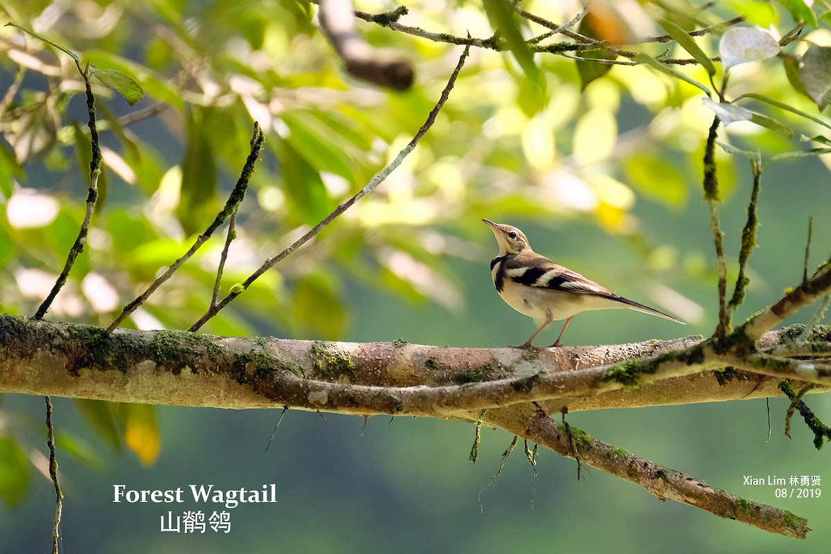 Forest Wagtail - Lim Ying Hien