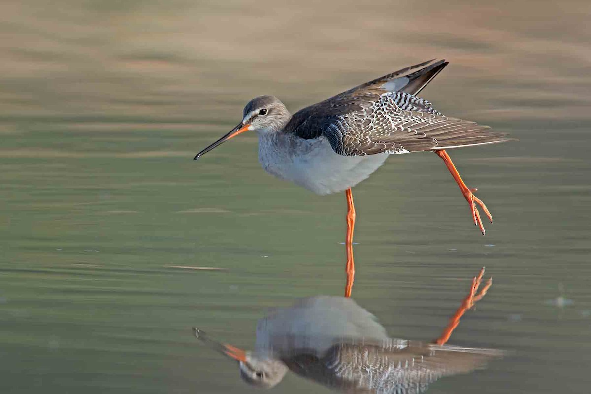 Spotted Redshank - ML229550081