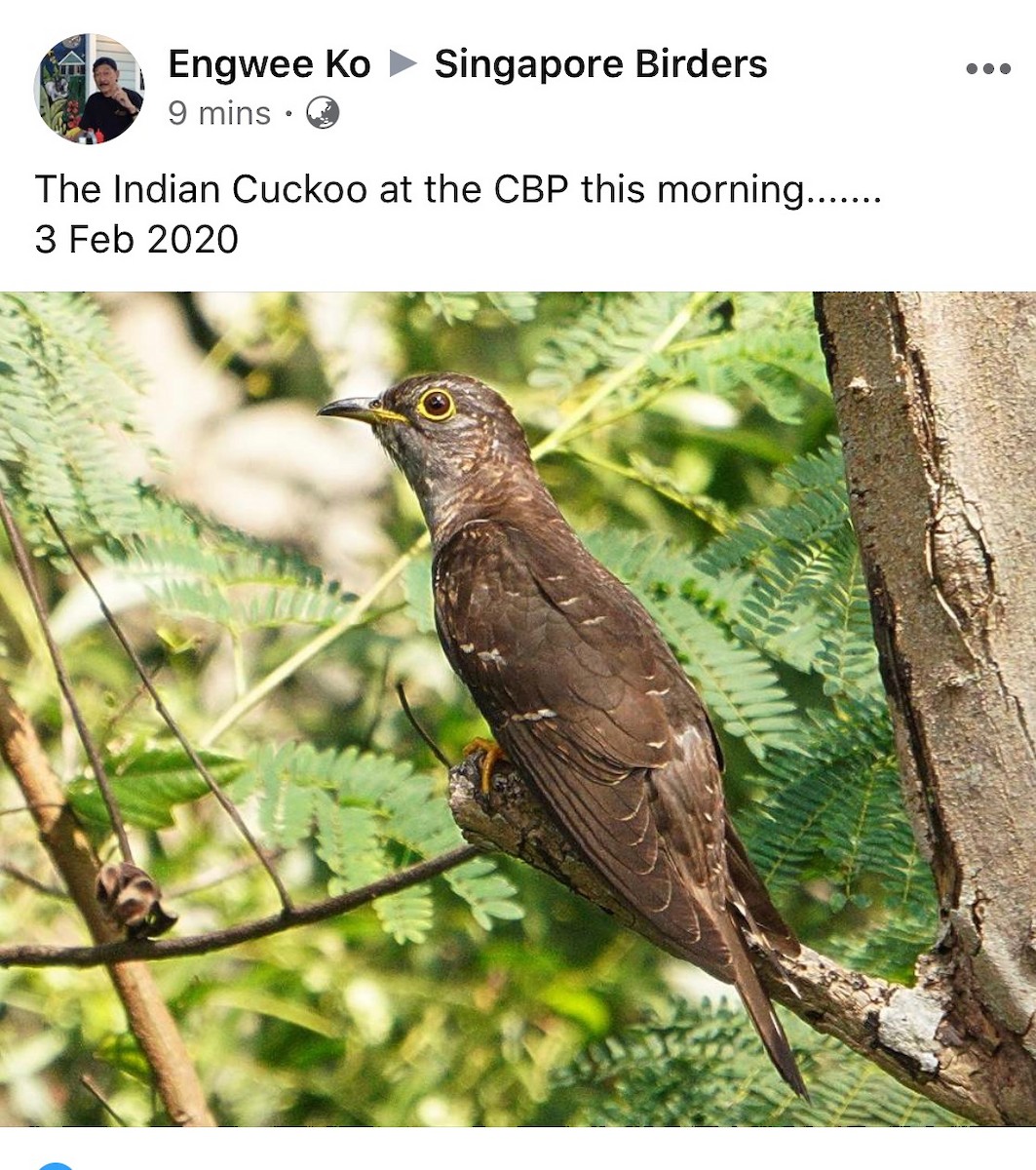 Indian Cuckoo - Singapore Social Media