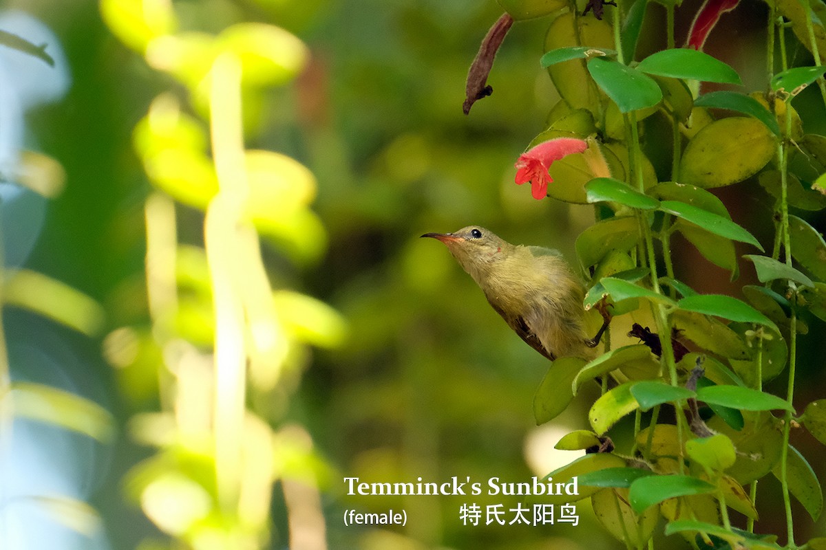 Temminck's Sunbird - Lim Ying Hien