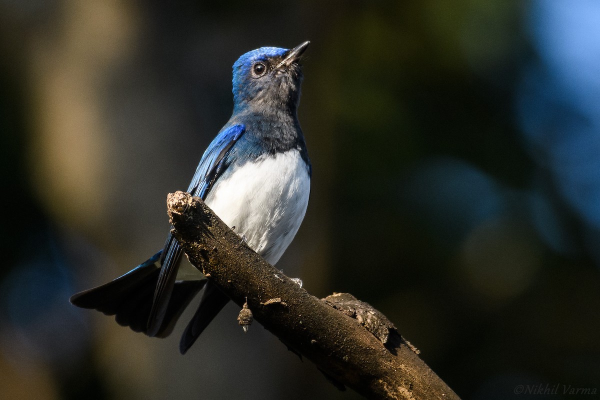 Blue-and-white Flycatcher - ML229558371