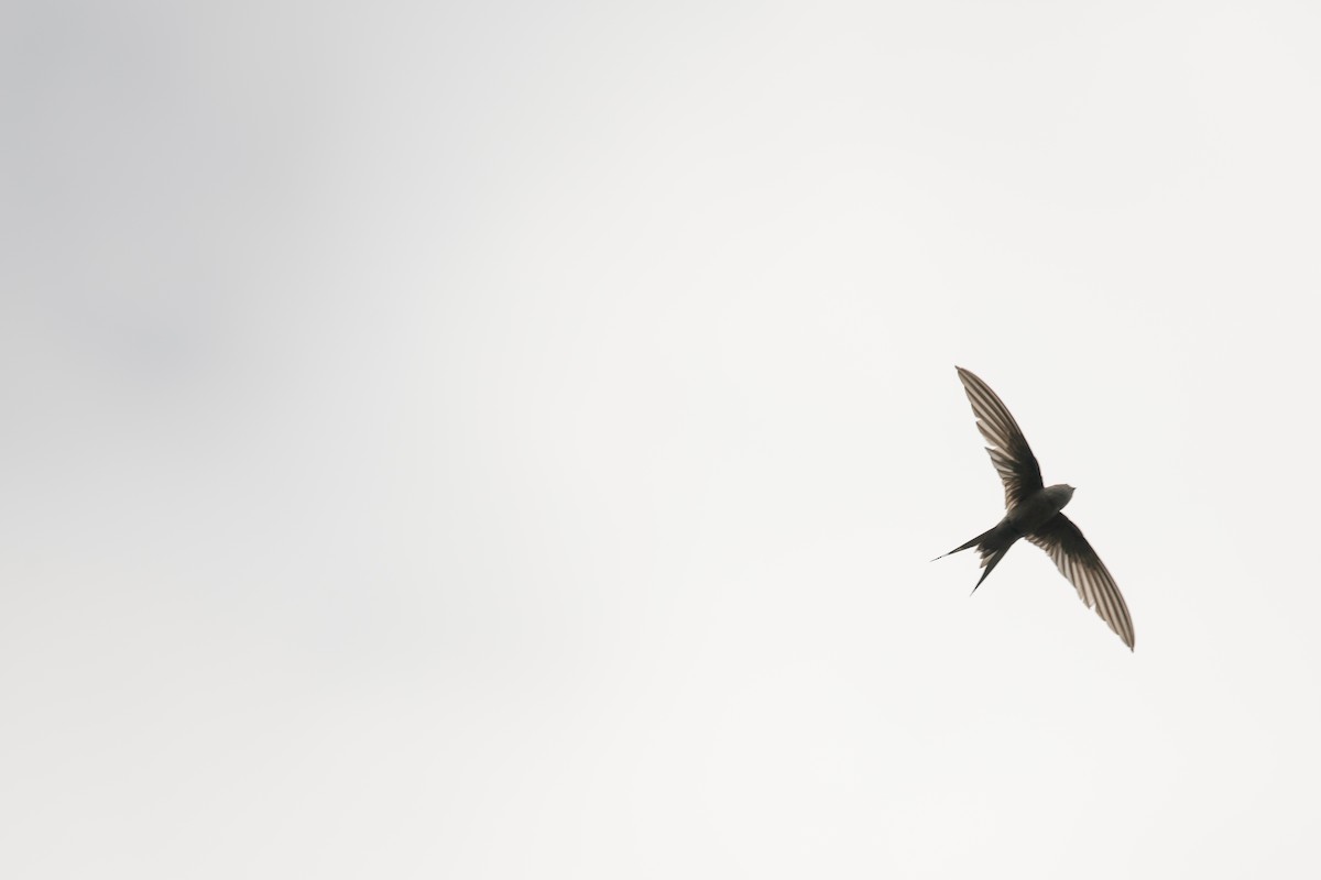 African Palm Swift - Frédéric Bacuez