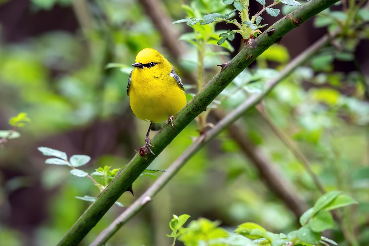 Blue-winged Warbler - Brad Imhoff