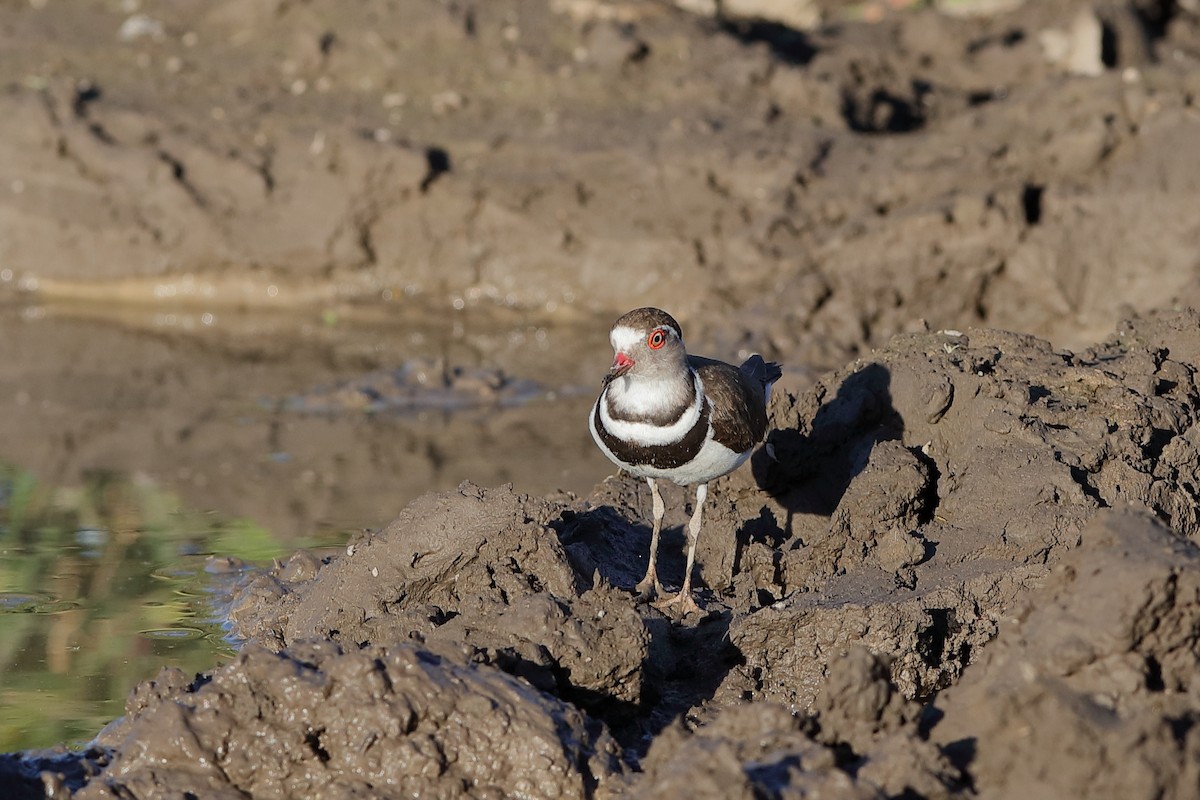 Three-banded Plover - ML229563171
