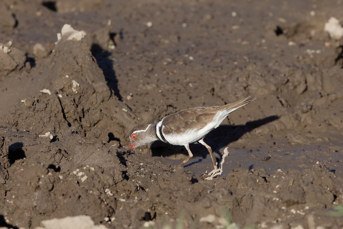 Three-banded Plover - ML229563241