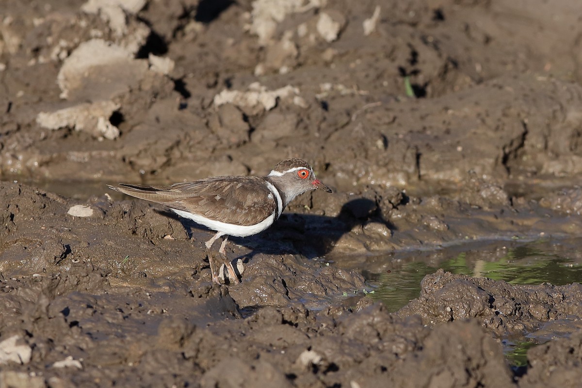 Three-banded Plover - ML229563251