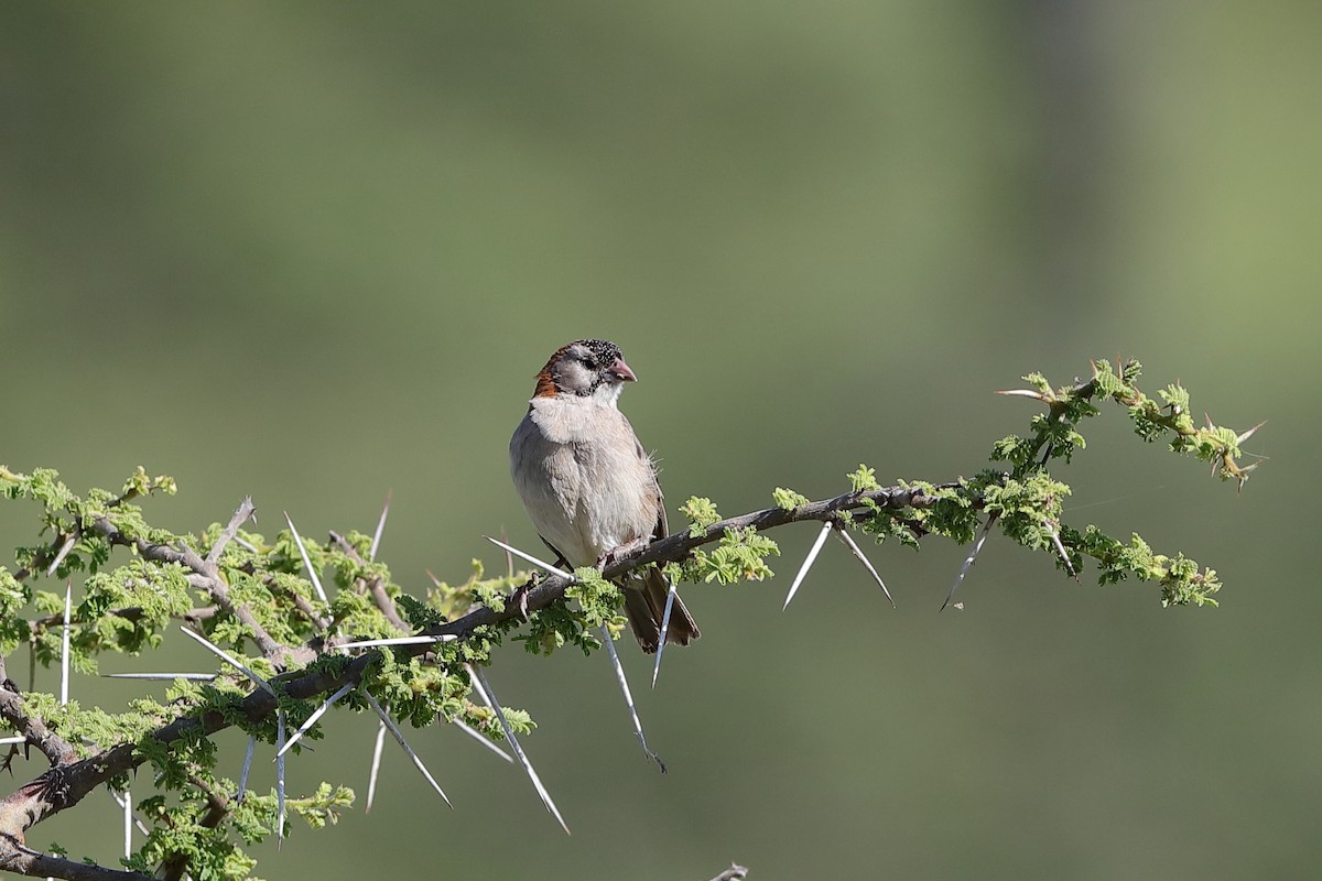 Speckle-fronted Weaver - ML229563341