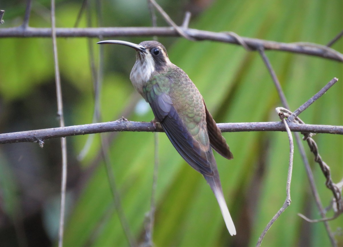 Светлобрюхий колибри-отшельник - ML229563591