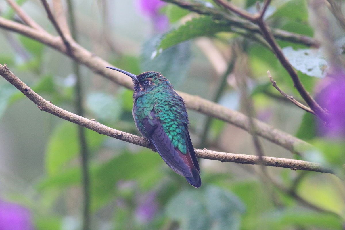 kolibřík azurovoprsý - ML229564681
