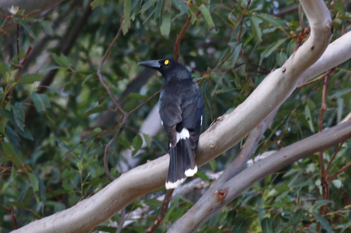 Pied Currawong - Katherine Clark