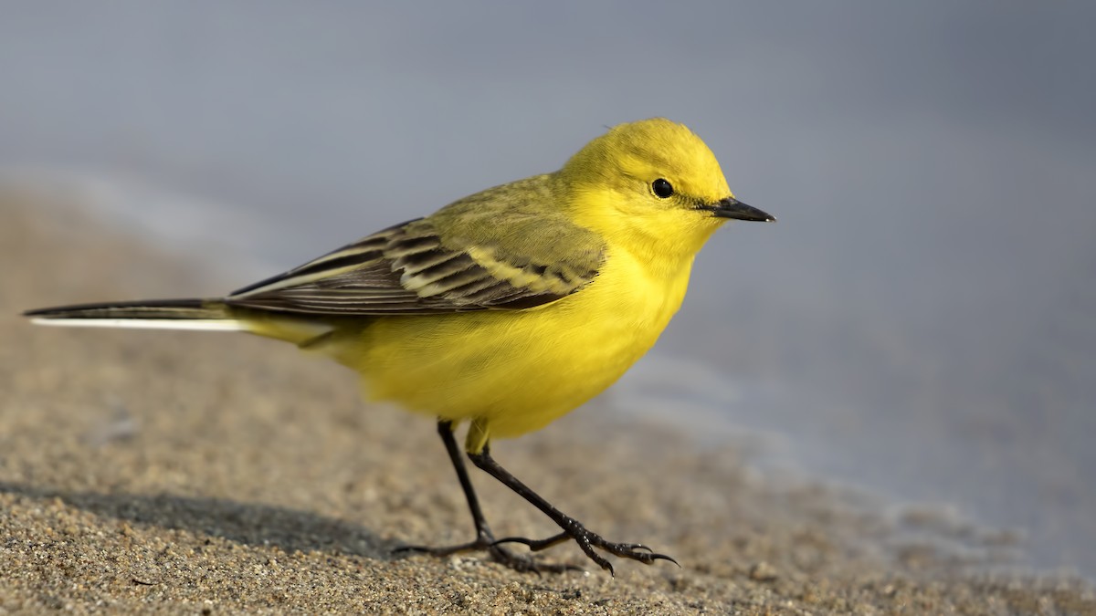 Western Yellow Wagtail (flavissima/lutea) - ML229567631