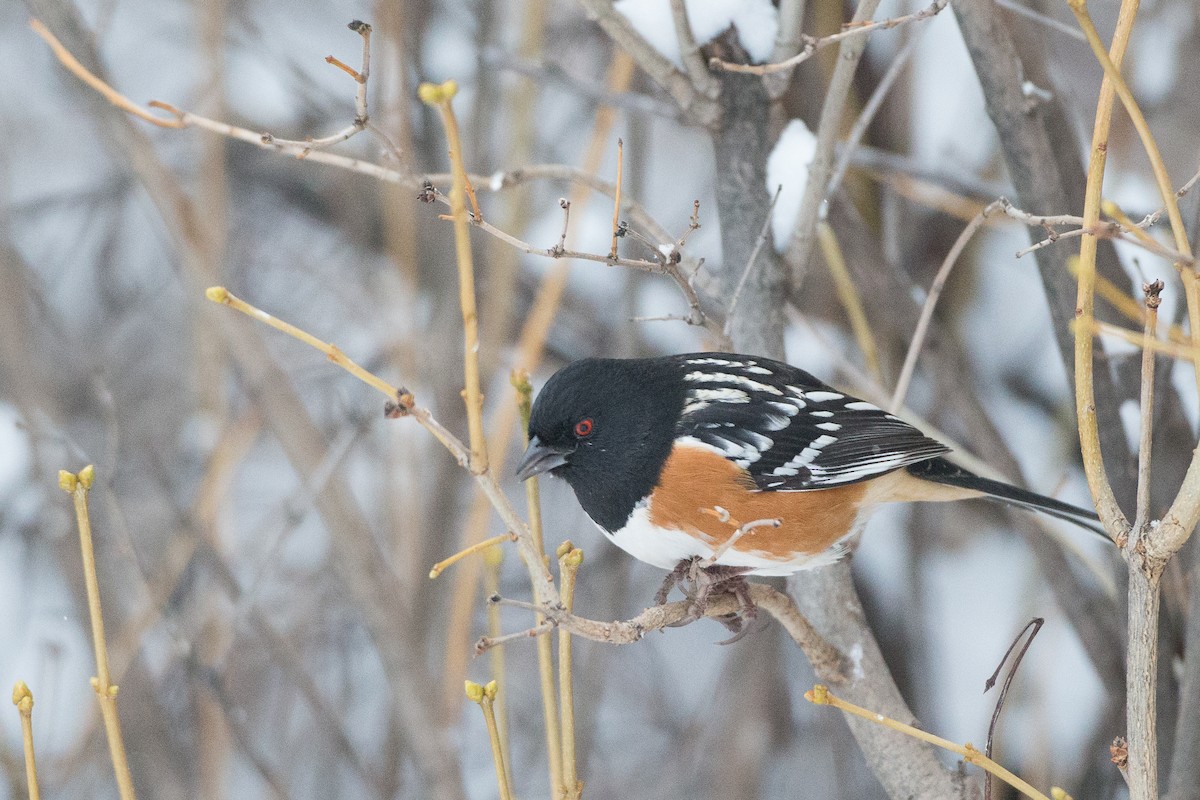 Spotted Towhee - Chris Wood