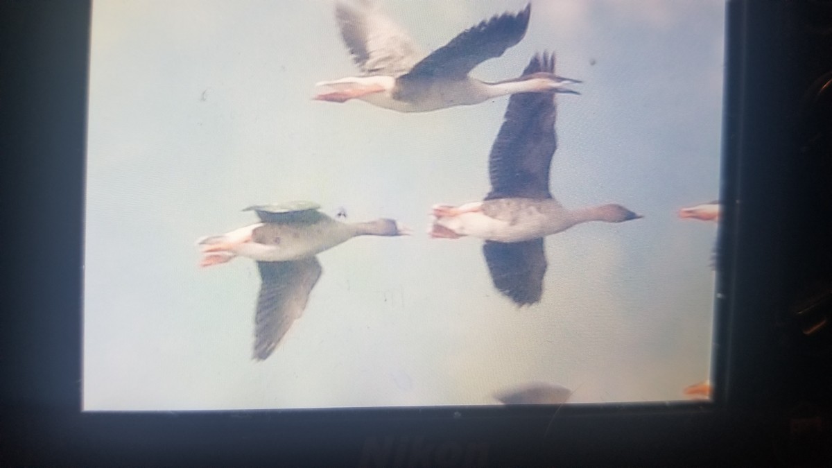 Greater White-fronted Goose - ML229571921