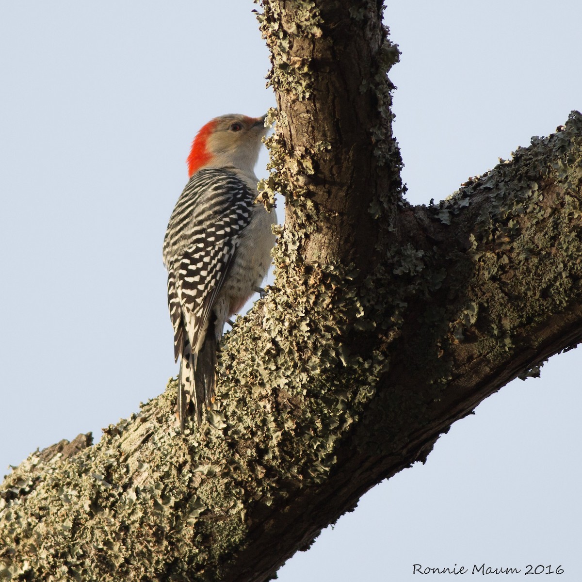 Red-bellied Woodpecker - Ronnie Maum