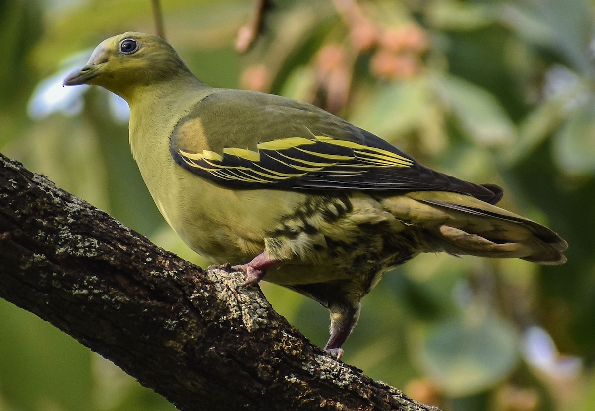 Gray-fronted Green-Pigeon - ML229575491