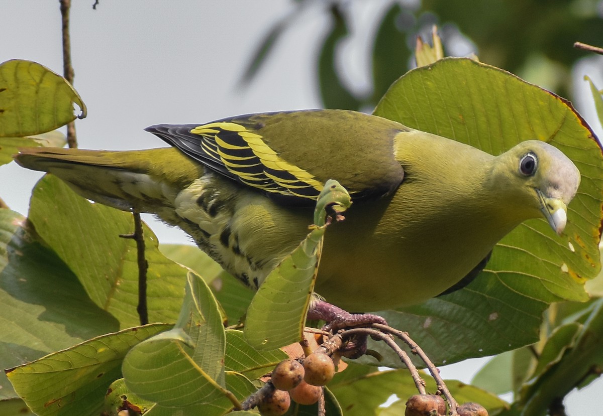 Gray-fronted Green-Pigeon - ML229575781