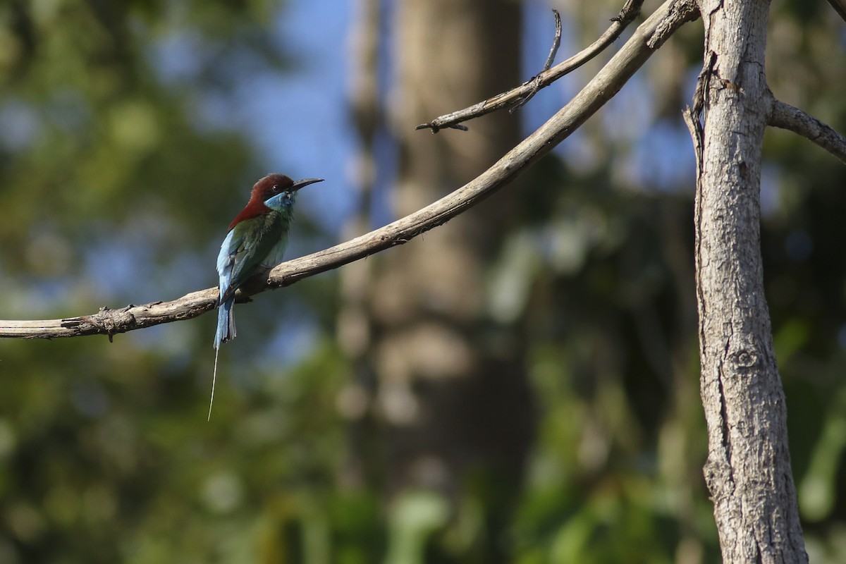 Blue-throated Bee-eater - Jonathan Eckerson