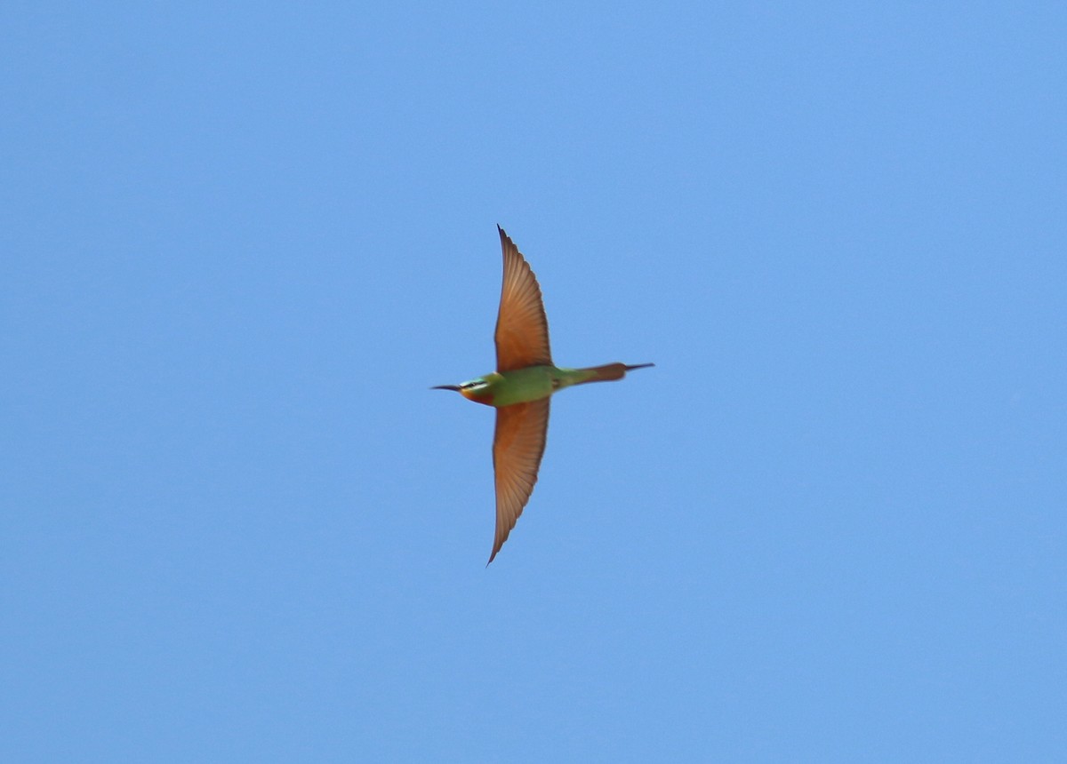 Blue-cheeked Bee-eater - Daniel Branch