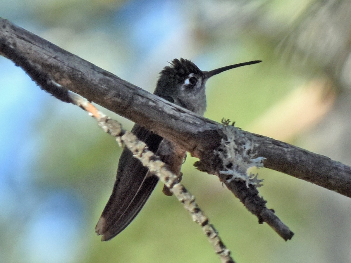 Broad-tailed Hummingbird - ML229581541