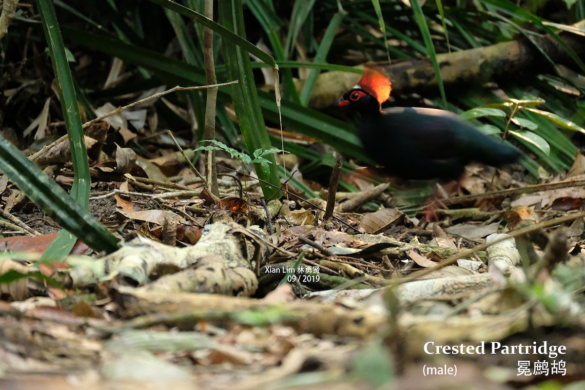 Crested Partridge - Lim Ying Hien
