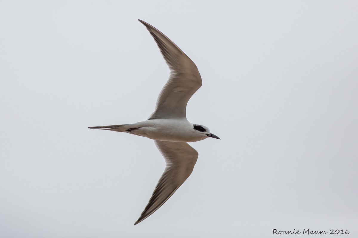 Forster's Tern - Ronnie Maum