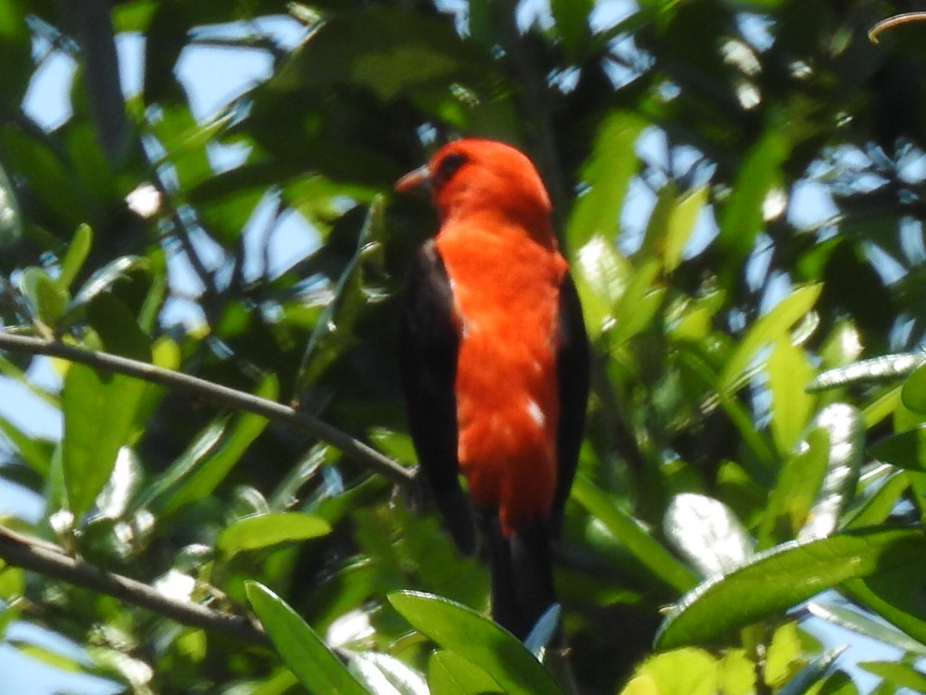 Scarlet Tanager - ML229588141