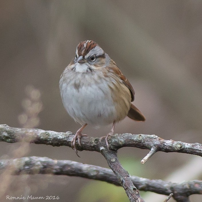 Swamp Sparrow - Ronnie Maum