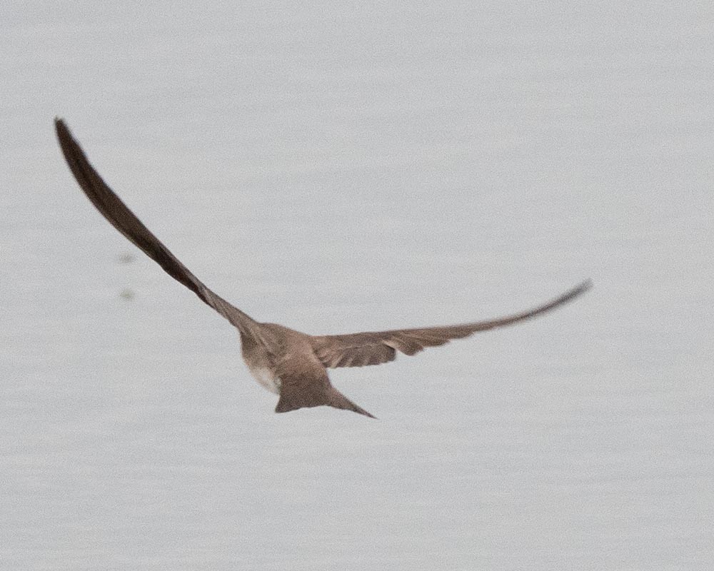 Northern Rough-winged Swallow - ML229590041