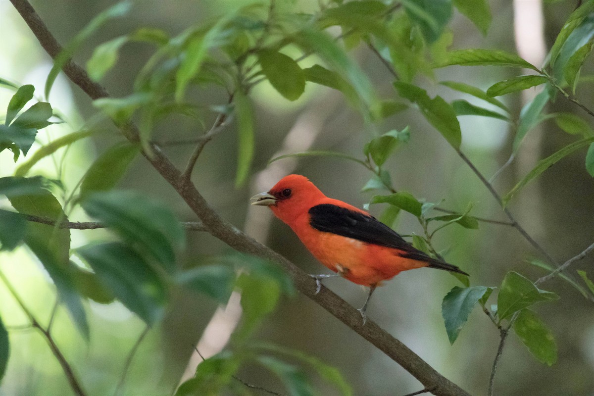 Scarlet Tanager - ML229591361