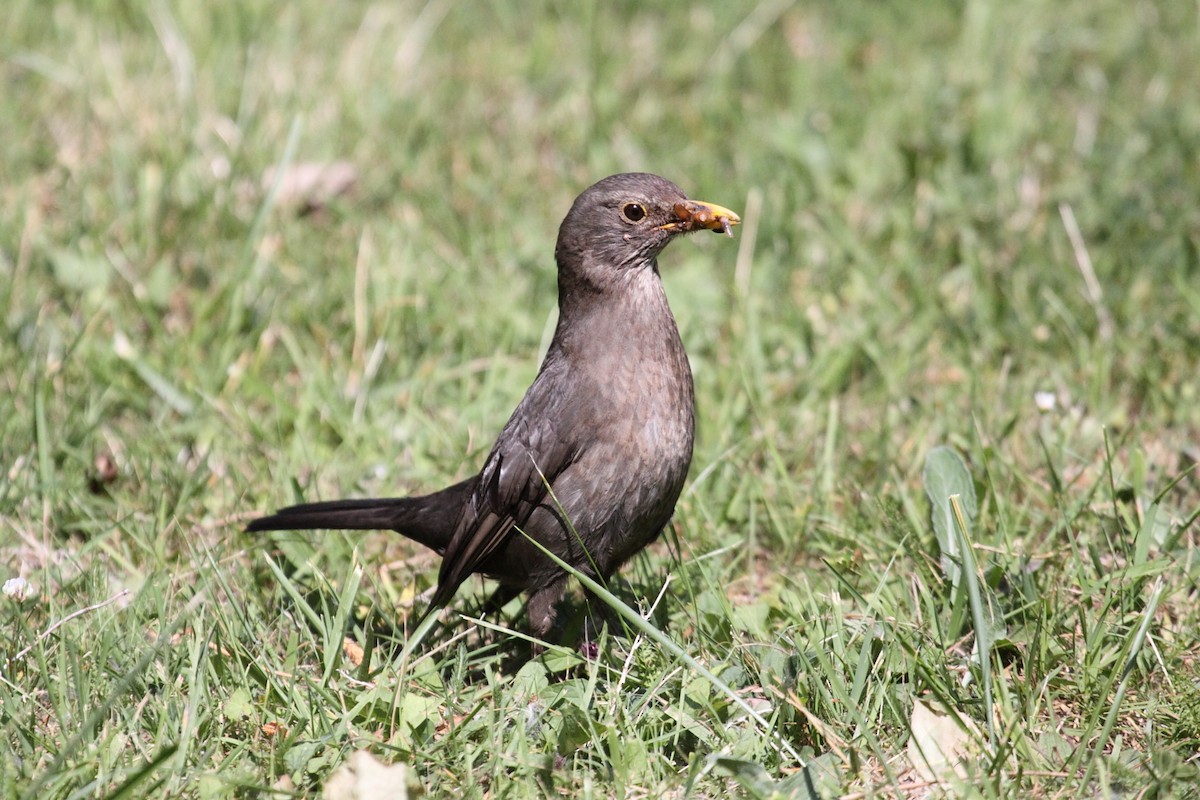 Eurasian Blackbird - Eero Rasi