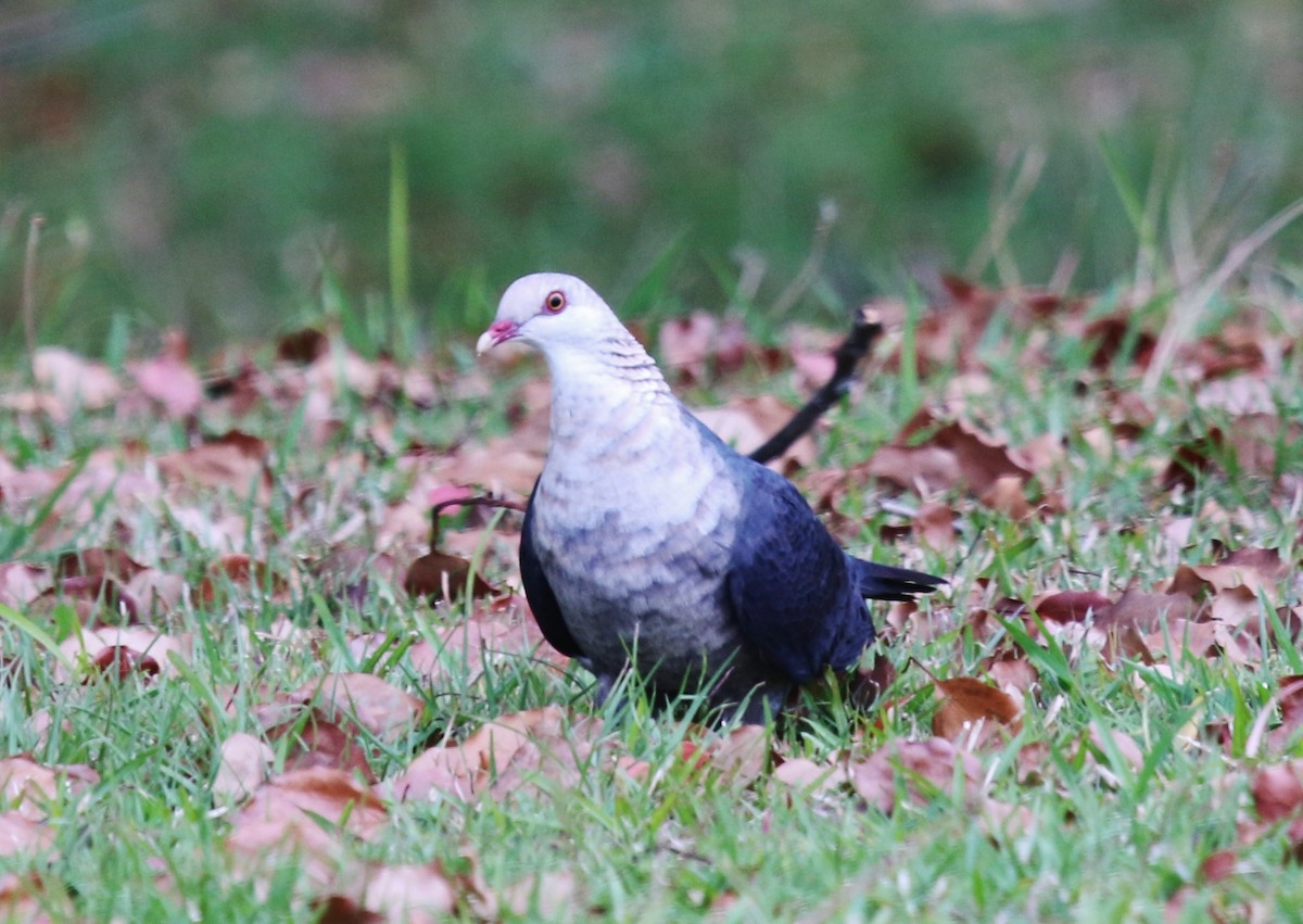 White-headed Pigeon - ML229592421