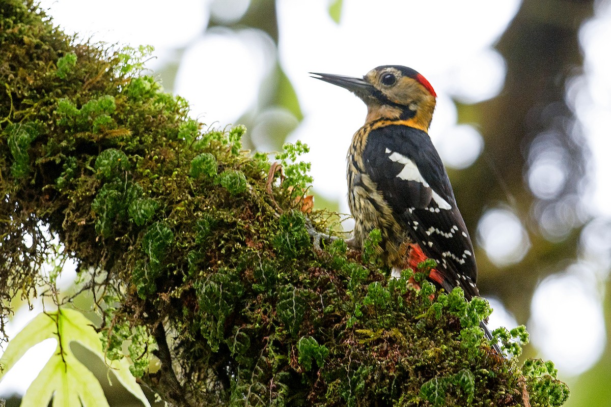 Darjeeling Woodpecker - ML229595801