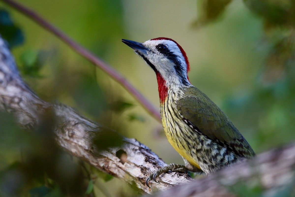 Cuban Green Woodpecker - Jacques Erard
