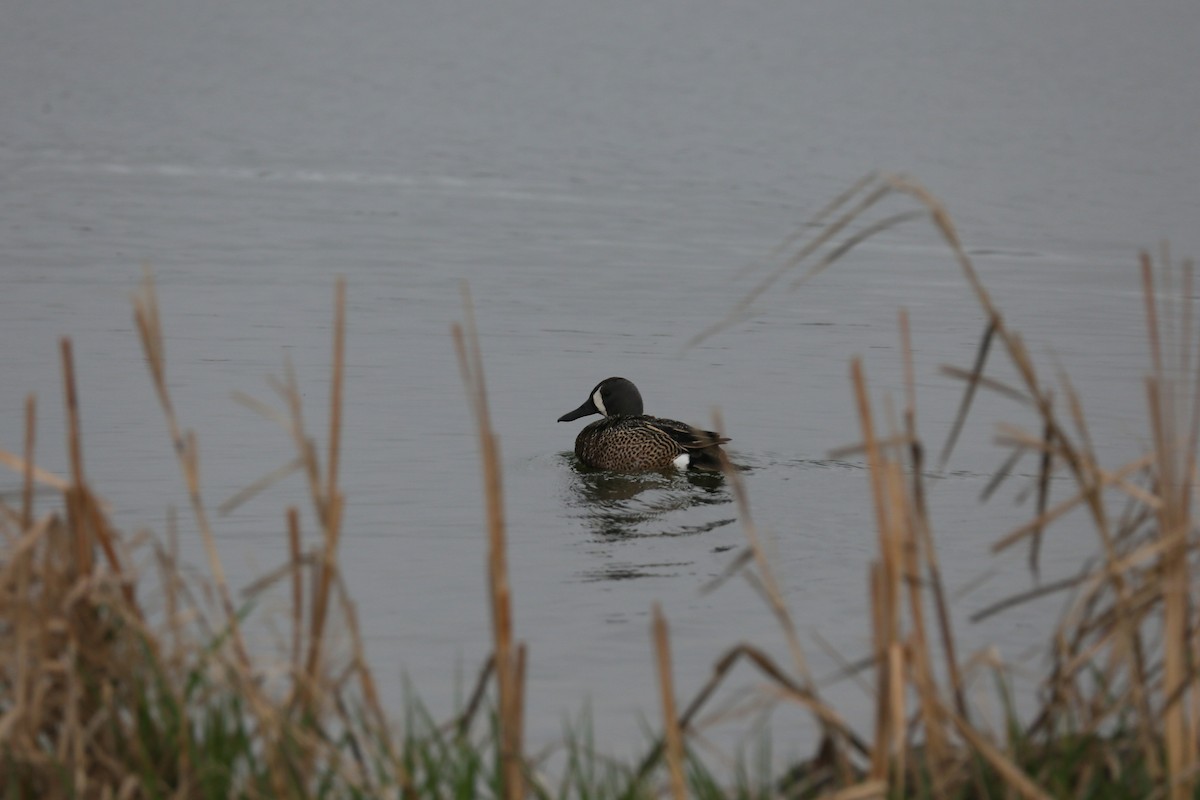 Blue-winged Teal - Ron Sempier