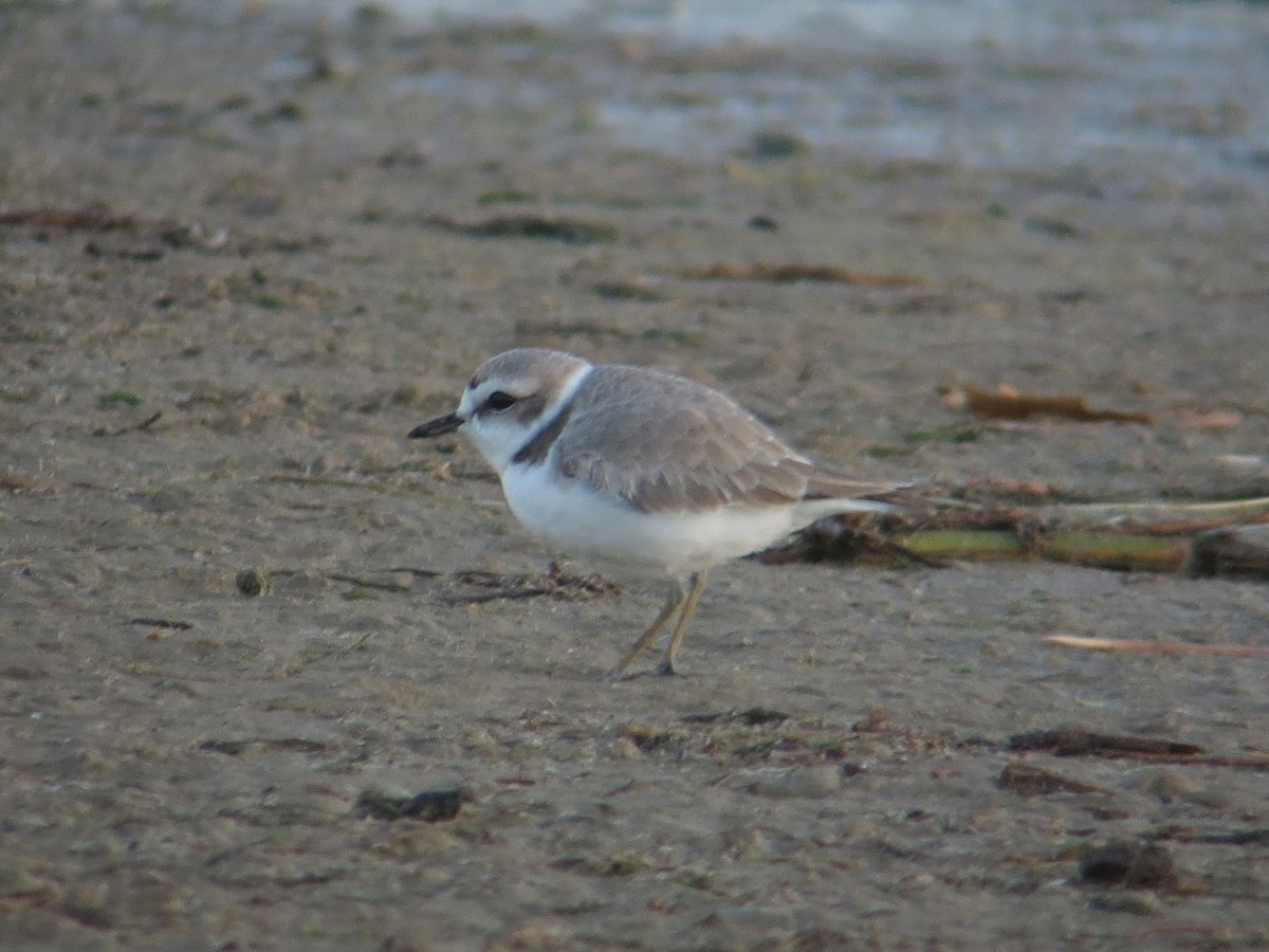 Snowy Plover - Kathy Mihm Dunning