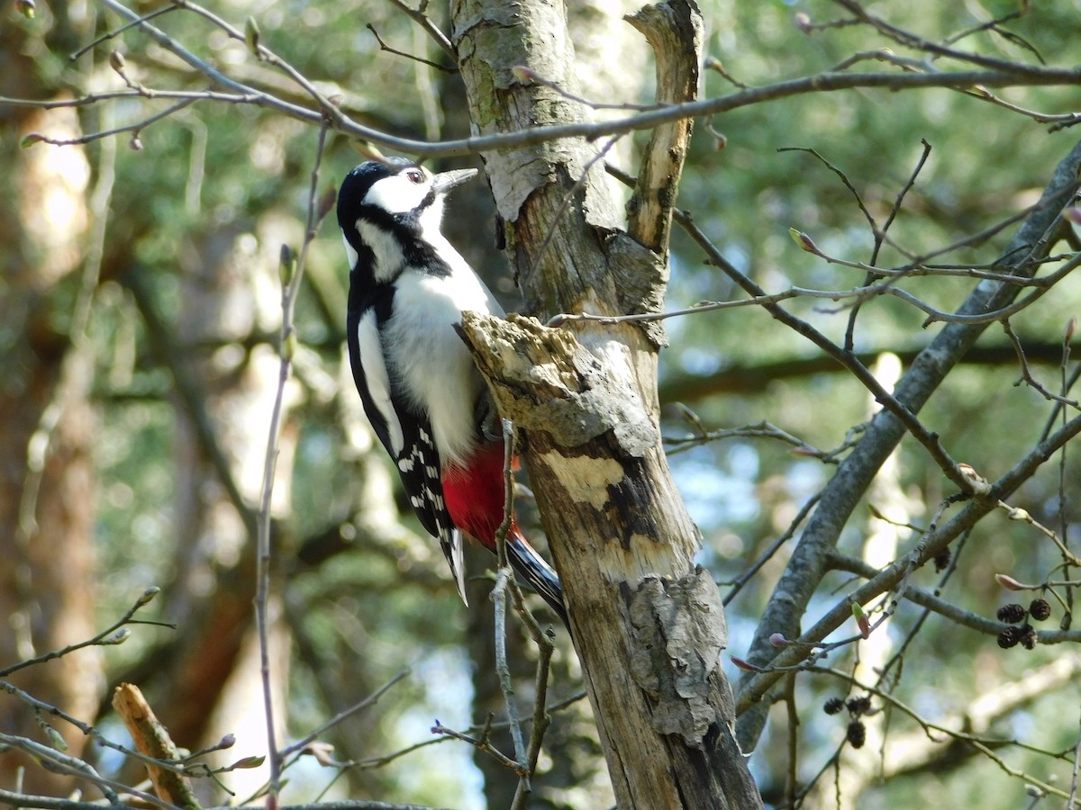 Great Spotted Woodpecker - ML229601531