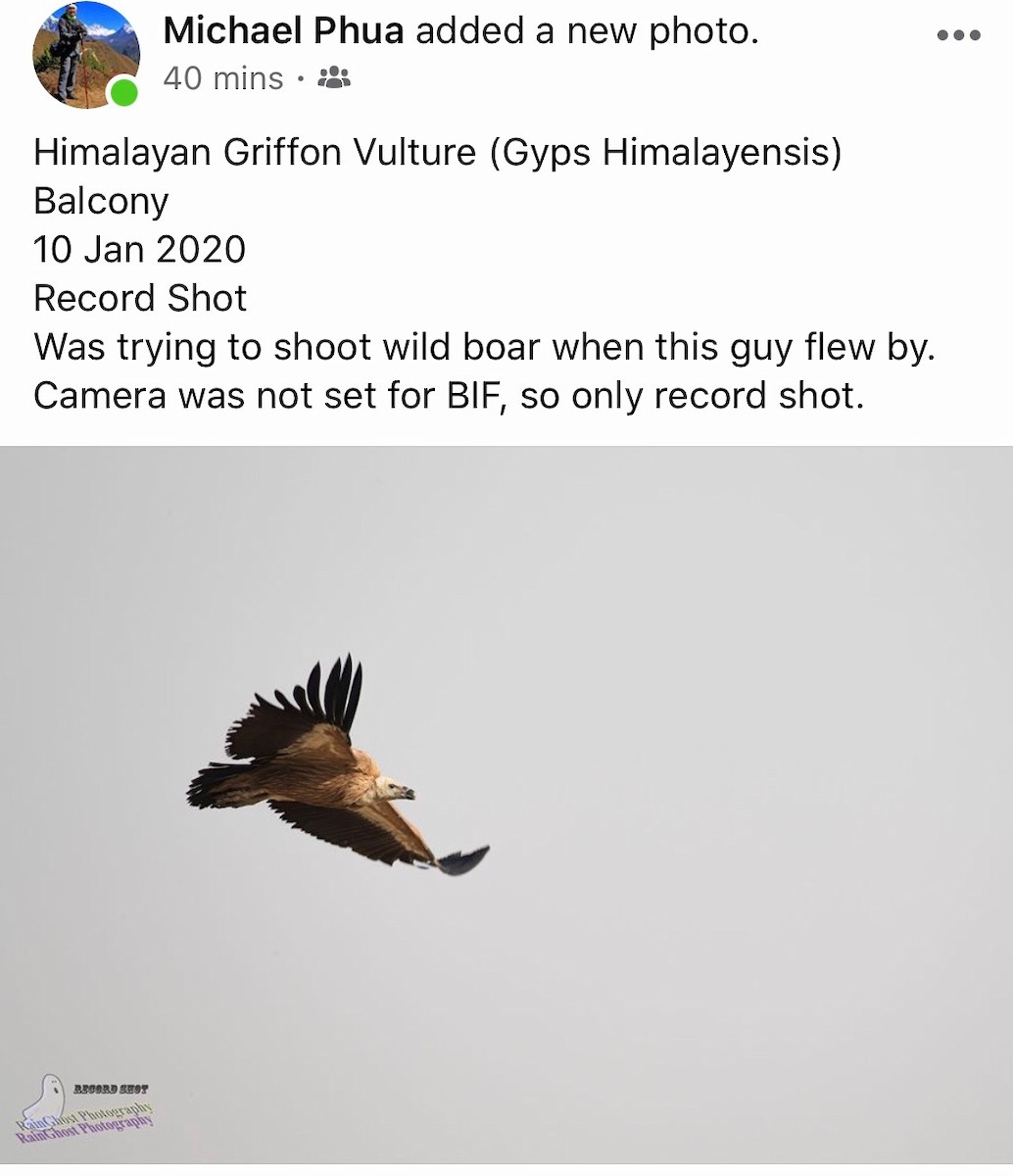 Himalayan Griffon - Singapore Social Media