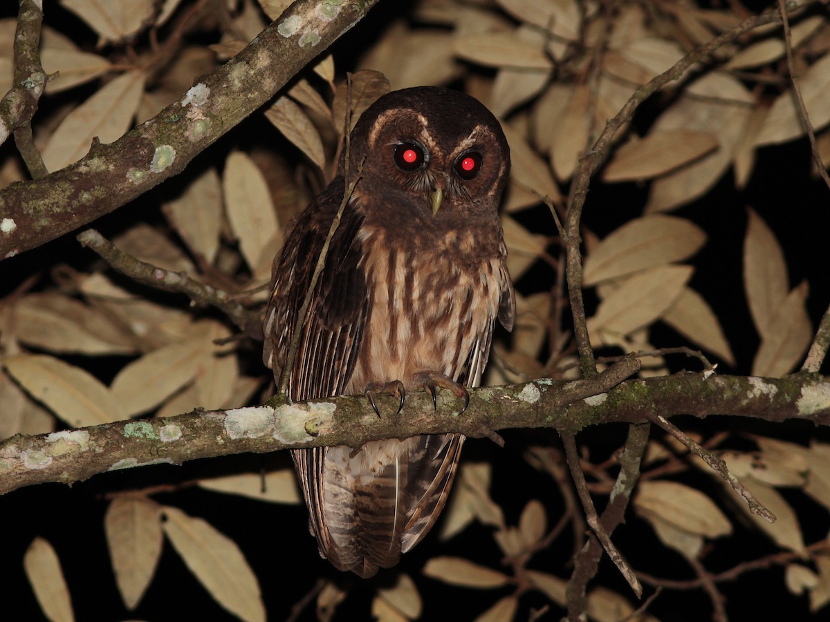 Mottled Owl - Alex Mesquita