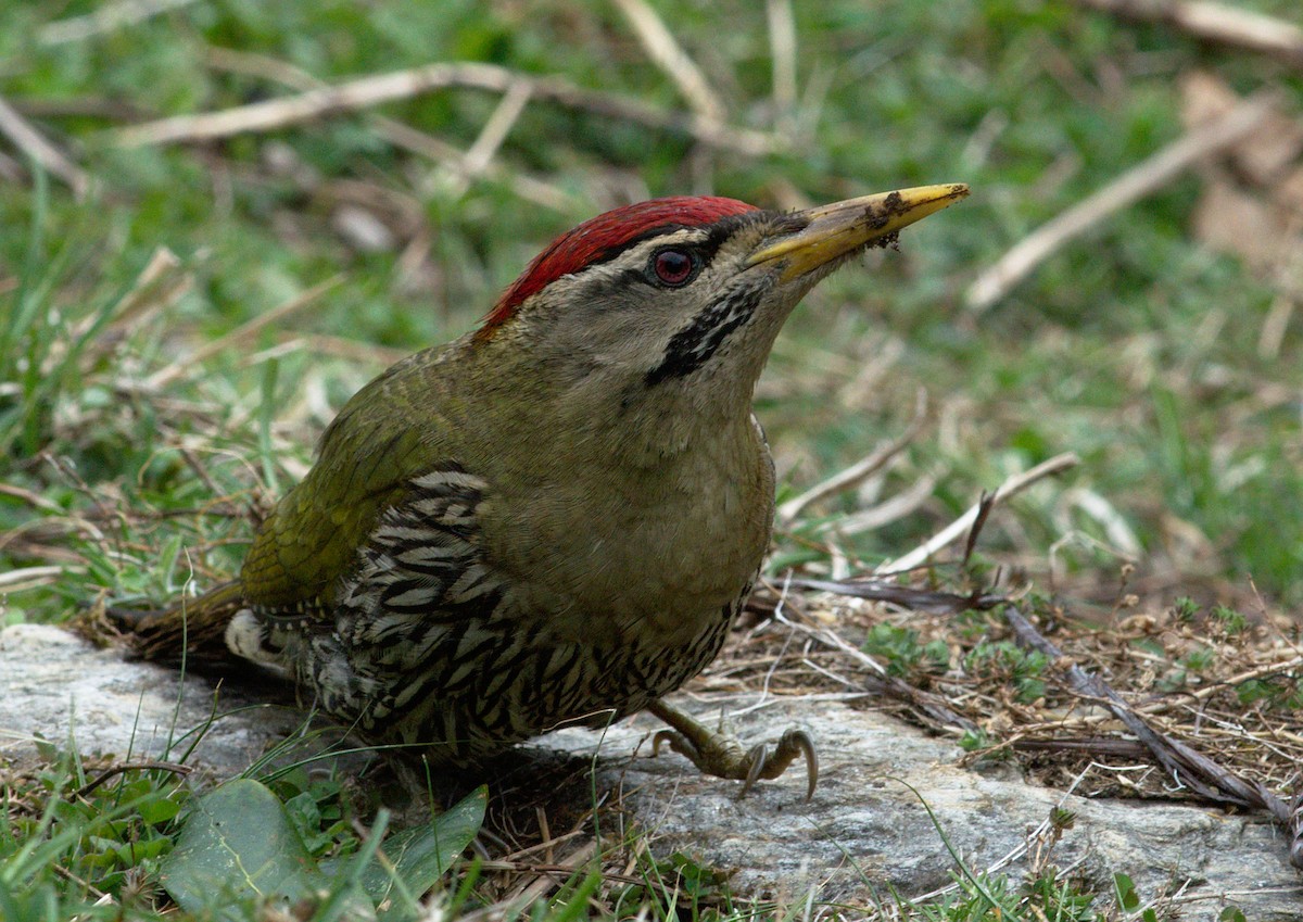 Scaly-bellied Woodpecker - ML229609611