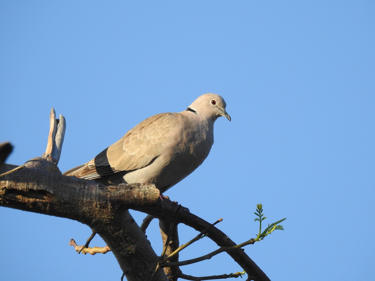 Eurasian Collared-Dove - ML229609621