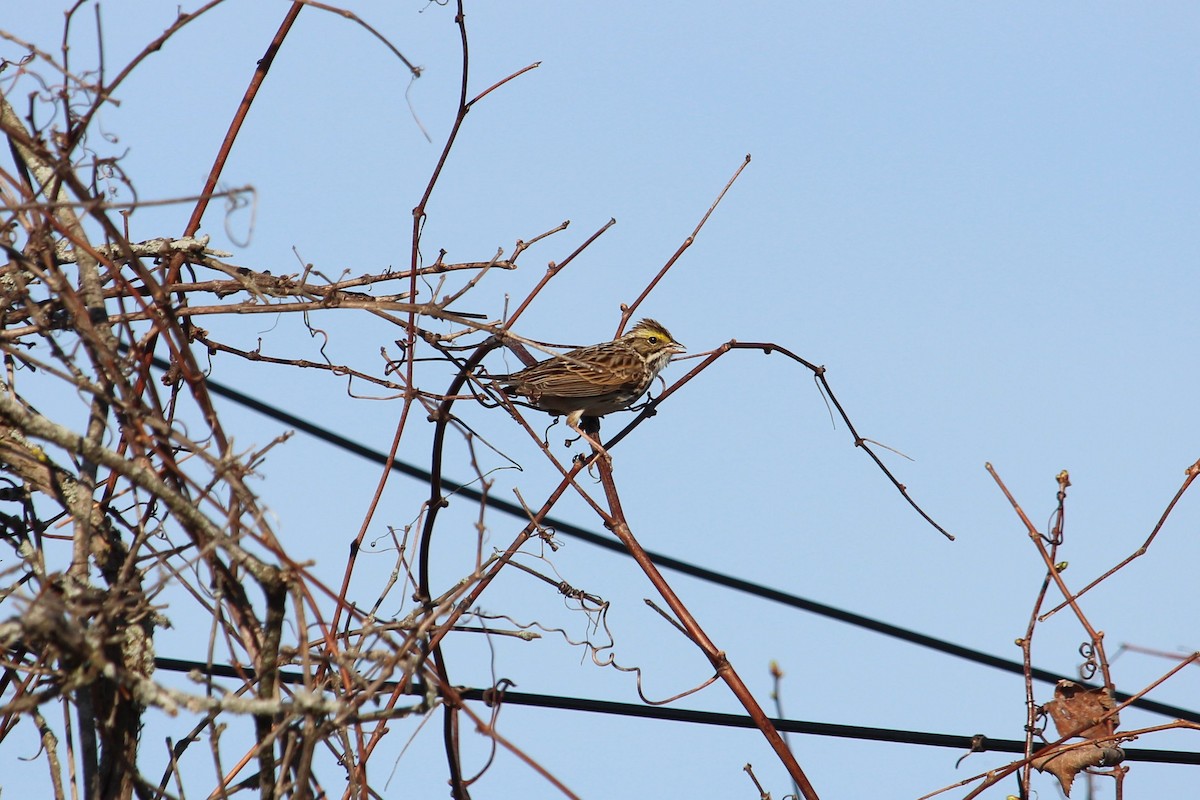 Savannah Sparrow - ML229611211