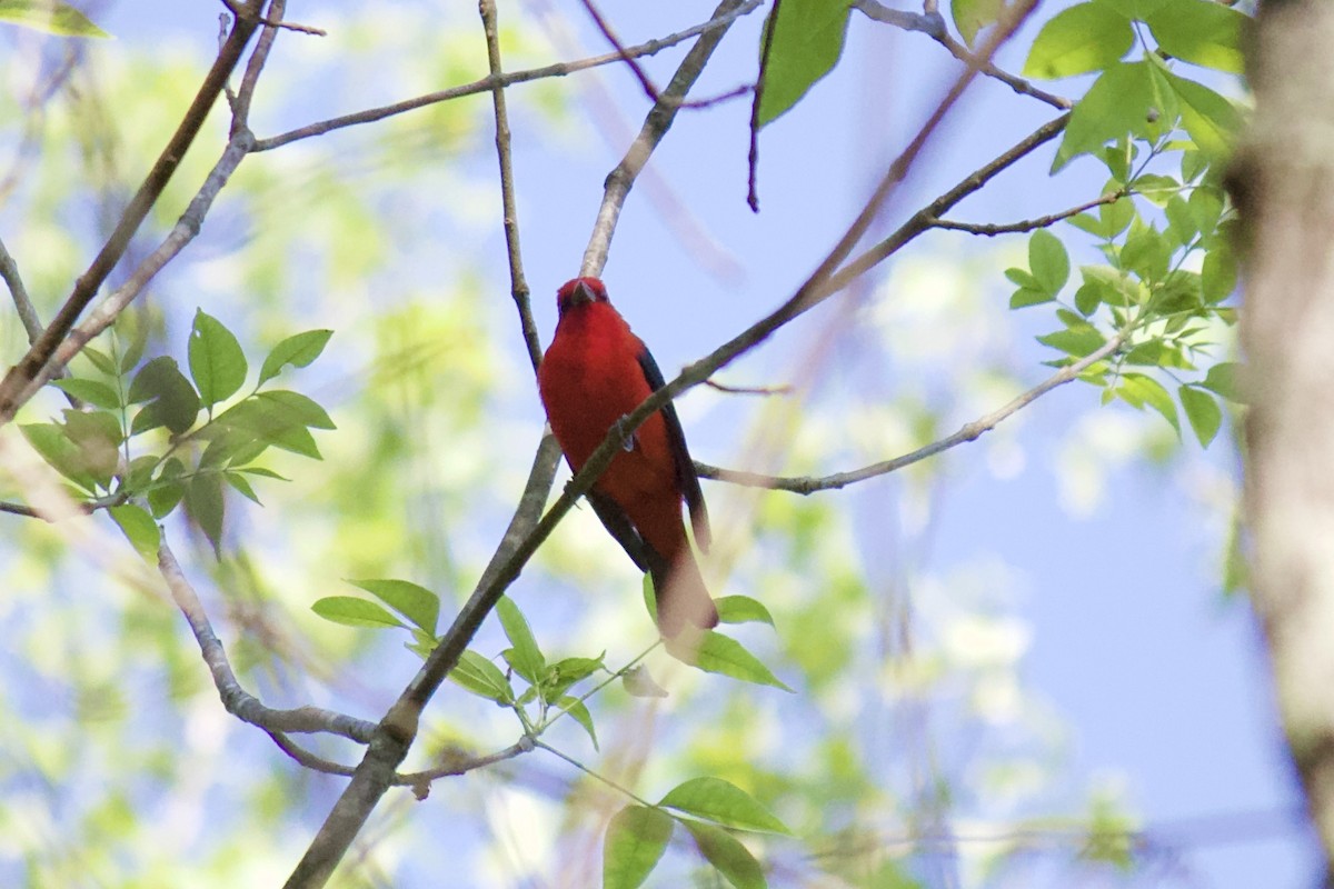 Scarlet Tanager - ML229611351