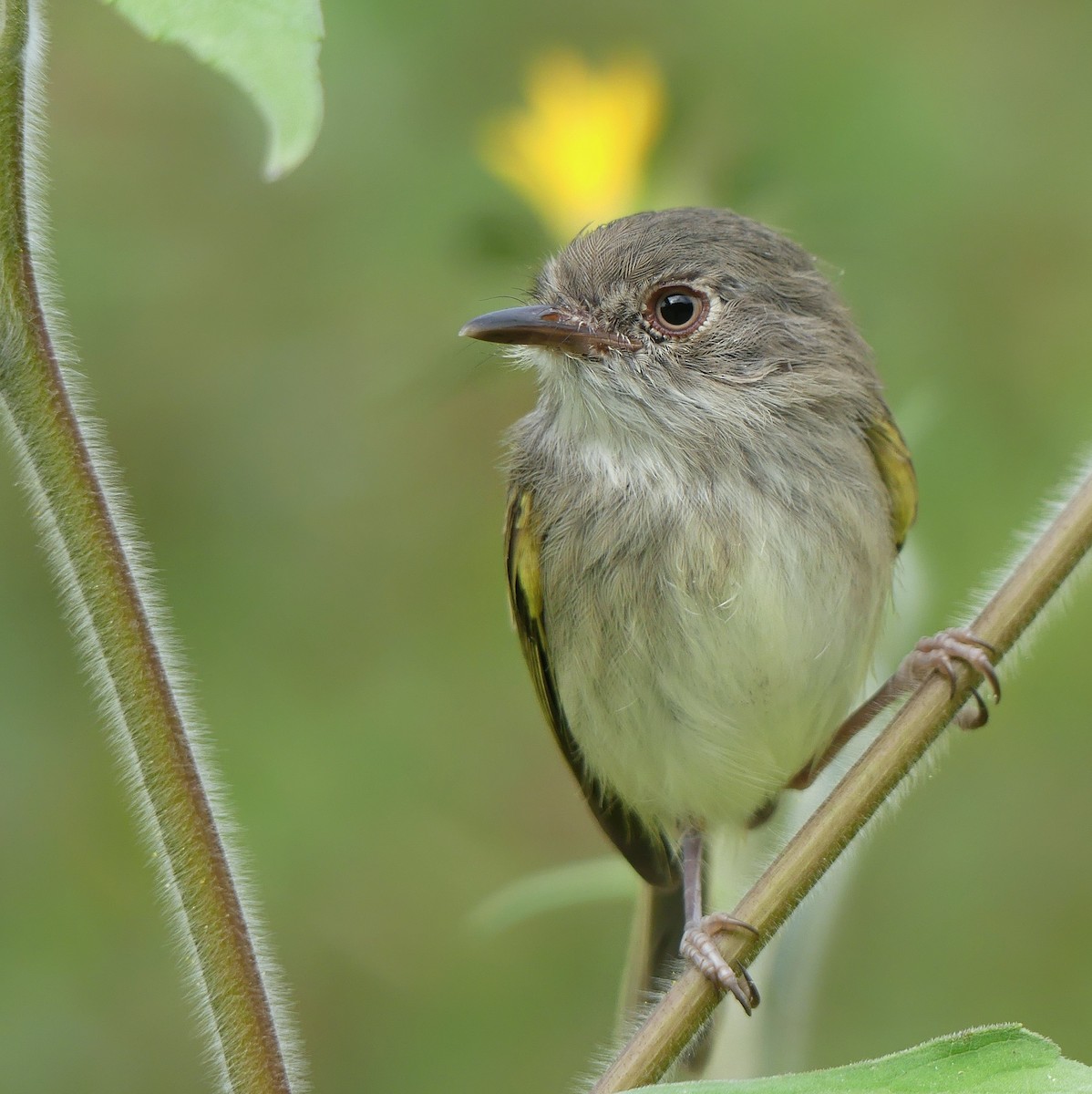 Pearly-vented Tody-Tyrant - ML229611361