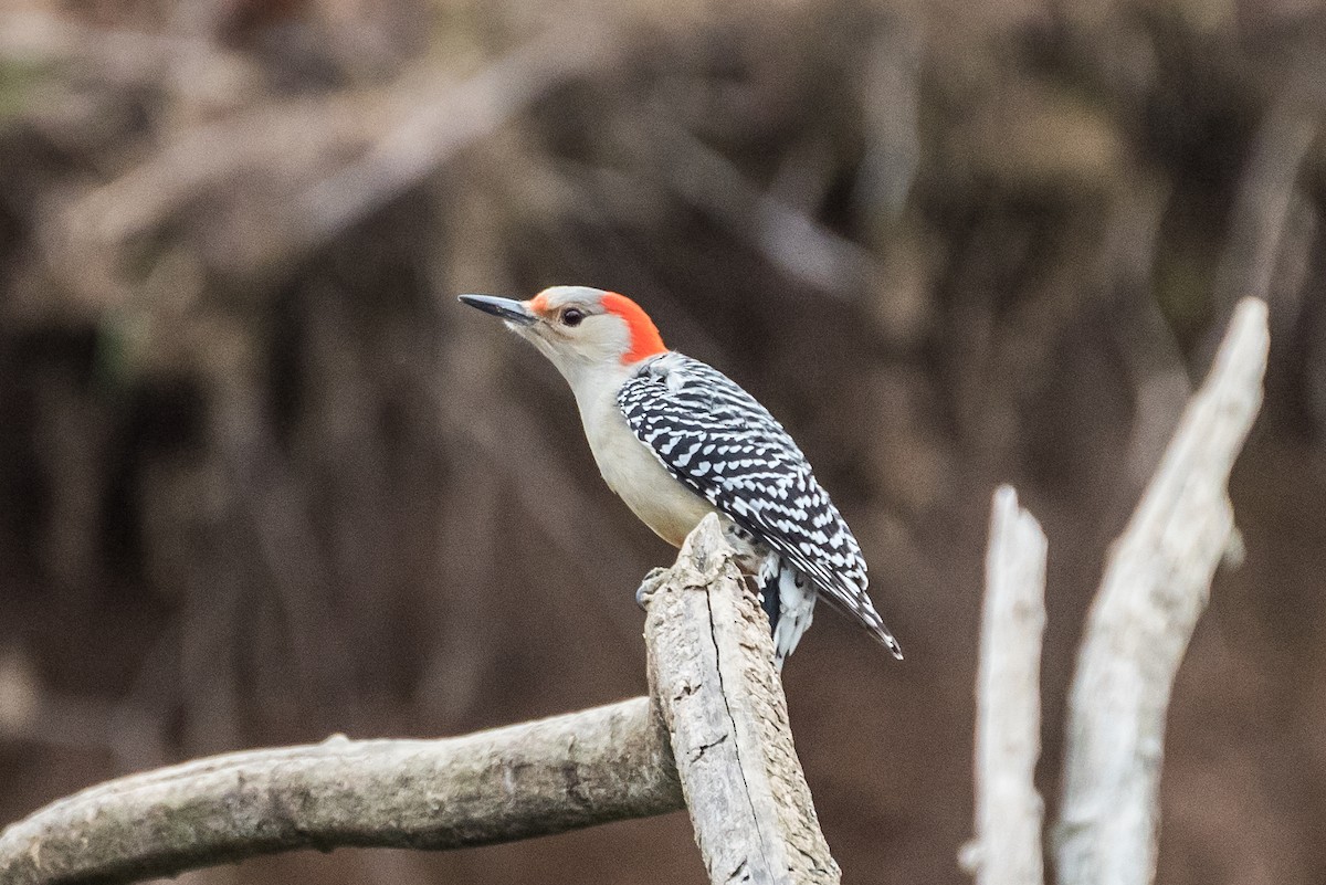 Red-bellied Woodpecker - ML22961211