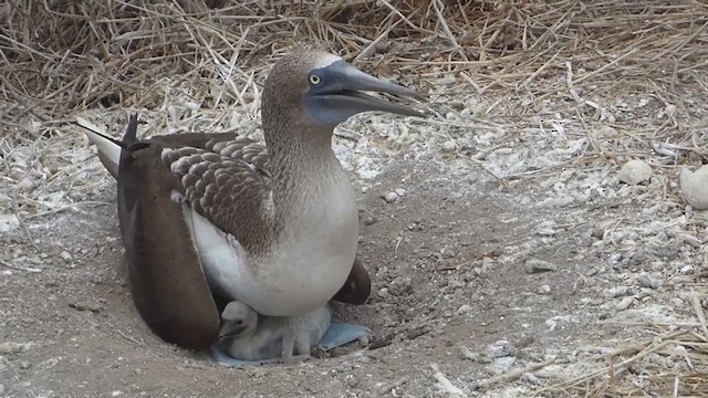 Blue-footed Booby - ML229614411